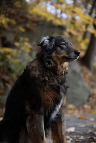 Illustration de l'article : 20 photos montrant que même en grandissant, les chiens gardent leur irrésistible regard de chiot