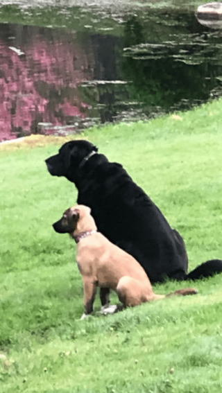Illustration de l'article : 20 photos montrant que même en grandissant, les chiens gardent leur irrésistible regard de chiot