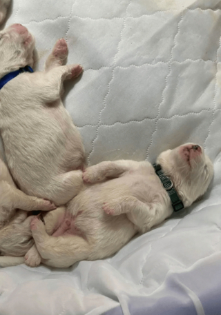 Illustration de l'article : 20 photos montrant que même en grandissant, les chiens gardent leur irrésistible regard de chiot