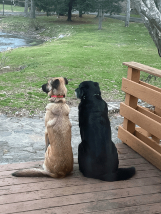 Illustration de l'article : 20 photos montrant que même en grandissant, les chiens gardent leur irrésistible regard de chiot