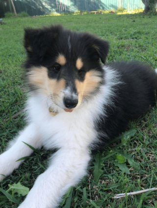 Illustration de l'article : 20 photos montrant que même en grandissant, les chiens gardent leur irrésistible regard de chiot