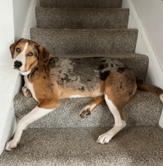 Illustration de l'article : 20 photos montrant que même en grandissant, les chiens gardent leur irrésistible regard de chiot