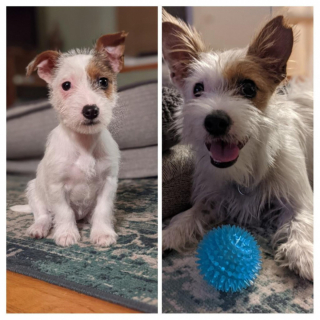 Illustration de l'article : 20 photos montrant que même en grandissant, les chiens gardent leur irrésistible regard de chiot