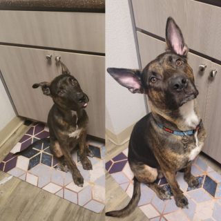 Illustration de l'article : 20 photos montrant que même en grandissant, les chiens gardent leur irrésistible regard de chiot