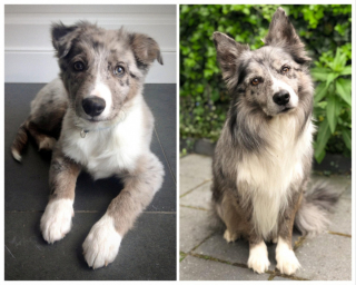 Illustration de l'article : 20 photos montrant que même en grandissant, les chiens gardent leur irrésistible regard de chiot