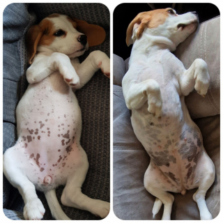 Illustration de l'article : 20 photos montrant que même en grandissant, les chiens gardent leur irrésistible regard de chiot