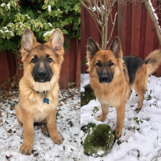 Illustration de l'article : 20 photos montrant que même en grandissant, les chiens gardent leur irrésistible regard de chiot