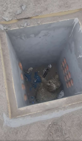 Illustration de l'article : Vidéo : Un chiot reste au chevet de son frère tombé dans un trou, jusqu’à ce que quelqu’un vienne les aider