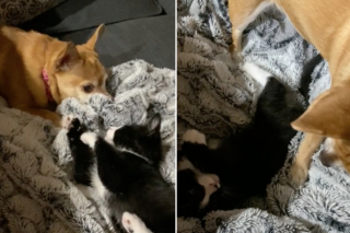Illustration de l'article : Cette vidéo adorable d’un chien et d’un chat casse les clichés de la rivalité entre les deux espèces