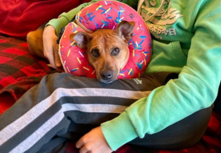 Illustration de l'article : Maya, une chienne incomprise qui mâchait sa patte, a dû être amputée et recherche désespérément une famille