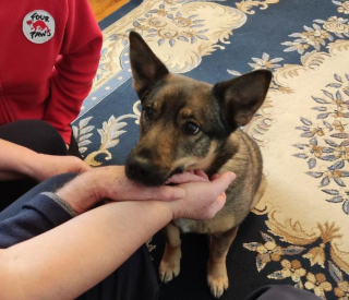 Illustration de l'article : Rencontre avec Busia, la chienne qui aide les soldats d'Ukraine à surmonter leur stress post-traumatique