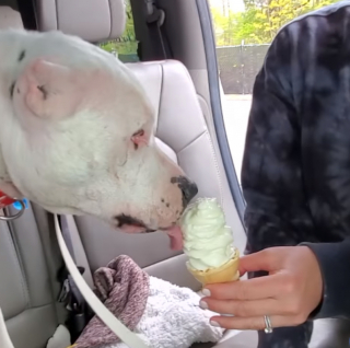 Illustration de l'article : Une chienne, avec la peau sur les os, est retrouvée par son bon samaritain au pied d’un arbre