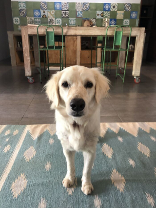 Illustration de l'article : 12 photos illustrant la renaissance de Bobby, chien sauvé de la négligence par de bonnes âmes