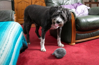 Illustration de l'article : Un brave toutou devient le héros du village en secourant une nonagénaire