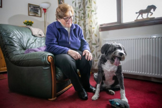 Illustration de l'article : Un brave toutou devient le héros du village en secourant une nonagénaire