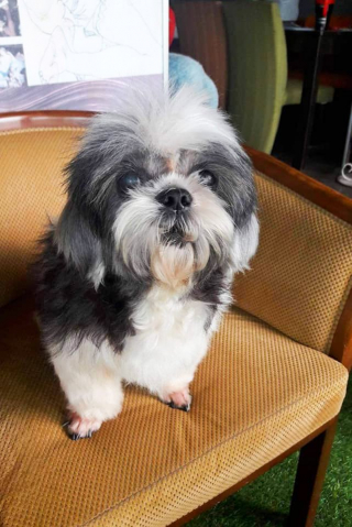 Illustration de l'article : Un jeune toiletteur croise la route d'un chien errant couvert de dreadlocks et décide de le prendre en charge