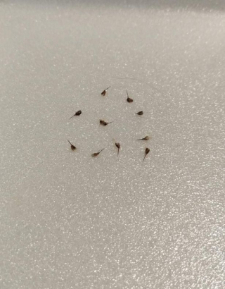 Illustration de l'article : Un chien piqué par un essaim de guêpes et en plein choc anaphylactique est pris en charge par une équipe de vétérinaires