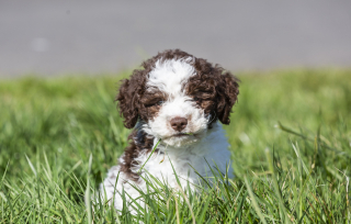 Illustration de l'article : Un chiot découvre un trésor d’une valeur de 6 800 € lors de sa première balade