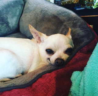 Illustration de l'article : 18 photos de chiens laissant libre cours à leur joie et leurs émotions