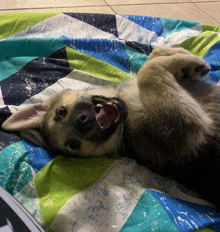 Illustration de l'article : 18 photos de chiens laissant libre cours à leur joie et leurs émotions