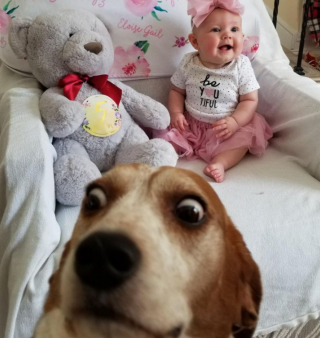 Illustration de l'article : 18 photos de chiens laissant libre cours à leur joie et leurs émotions