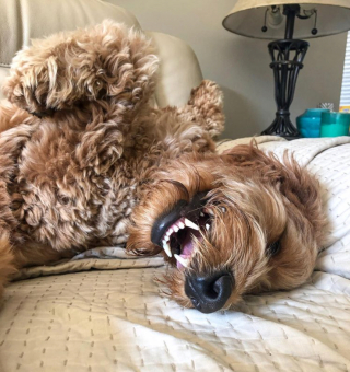 Illustration de l'article : 18 photos de chiens laissant libre cours à leur joie et leurs émotions