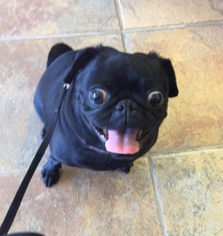 Illustration de l'article : 18 photos de chiens laissant libre cours à leur joie et leurs émotions