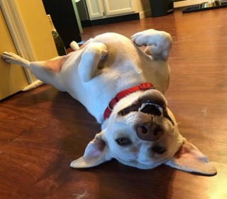 Illustration de l'article : 18 photos de chiens laissant libre cours à leur joie et leurs émotions