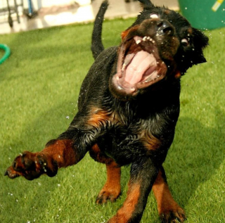 Illustration de l'article : 18 photos de chiens laissant libre cours à leur joie et leurs émotions