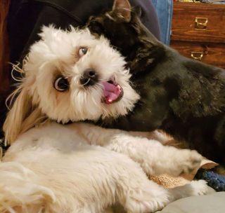 Illustration de l'article : 18 photos de chiens laissant libre cours à leur joie et leurs émotions