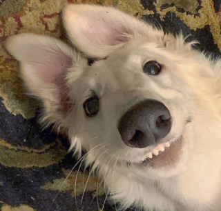 Illustration de l'article : 18 photos de chiens laissant libre cours à leur joie et leurs émotions