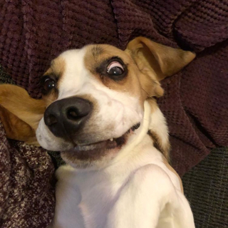 Illustration de l'article : 18 photos de chiens laissant libre cours à leur joie et leurs émotions