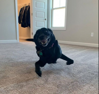 Illustration de l'article : 18 photos de chiens laissant libre cours à leur joie et leurs émotions