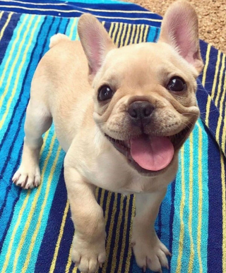 Illustration de l'article : 18 photos de chiens laissant libre cours à leur joie et leurs émotions