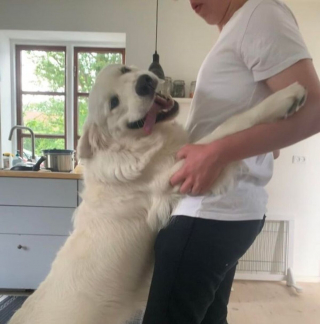 Illustration de l'article : 18 photos de chiens laissant libre cours à leur joie et leurs émotions