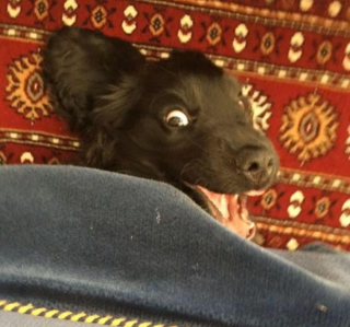 Illustration de l'article : 18 photos de chiens laissant libre cours à leur joie et leurs émotions