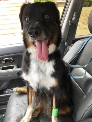 Illustration de l'article : 18 photos de chiens laissant libre cours à leur joie et leurs émotions