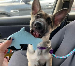 Illustration de l'article : 18 photos de chiens laissant libre cours à leur joie et leurs émotions