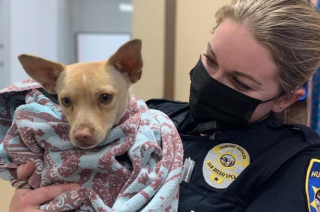 Illustration de l'article : Deux héroïnes du quotidien parviennent à capturer une petite chienne en fuite grâce à son péché mignon