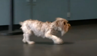 Illustration de l'article : "Je pensais que c'était une blague" : les émouvantes retrouvailles entre une propriétaire et sa chienne perdu depuis plusieurs mois (vidéo)