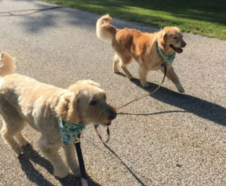 Illustration de l'article : 20 photos étonnantes de chiens qui ont décidé de promener leurs congénères