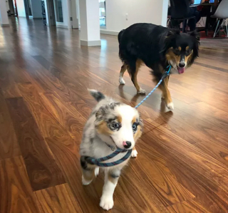 Illustration de l'article : 20 photos étonnantes de chiens qui ont décidé de promener leurs congénères