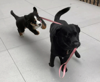 Illustration de l'article : 20 photos étonnantes de chiens qui ont décidé de promener leurs congénères