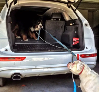 Illustration de l'article : 20 photos étonnantes de chiens qui ont décidé de promener leurs congénères