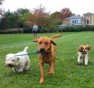 Illustration de l'article : 20 photos étonnantes de chiens qui ont décidé de promener leurs congénères