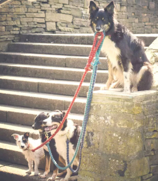 Illustration de l'article : 20 photos étonnantes de chiens qui ont décidé de promener leurs congénères