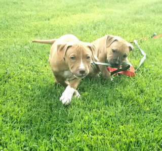 Illustration de l'article : 20 photos étonnantes de chiens qui ont décidé de promener leurs congénères