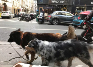 Illustration de l'article : 20 photos étonnantes de chiens qui ont décidé de promener leurs congénères