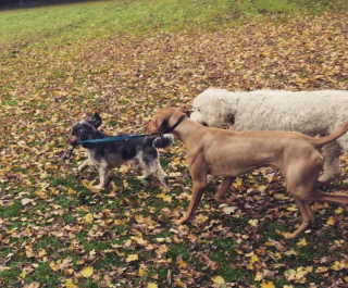 Illustration de l'article : 20 photos étonnantes de chiens qui ont décidé de promener leurs congénères