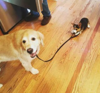 Illustration de l'article : 20 photos étonnantes de chiens qui ont décidé de promener leurs congénères